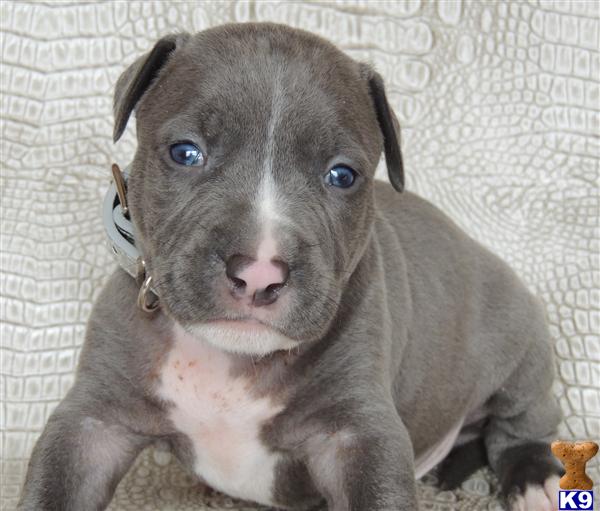 Puppies for Sale