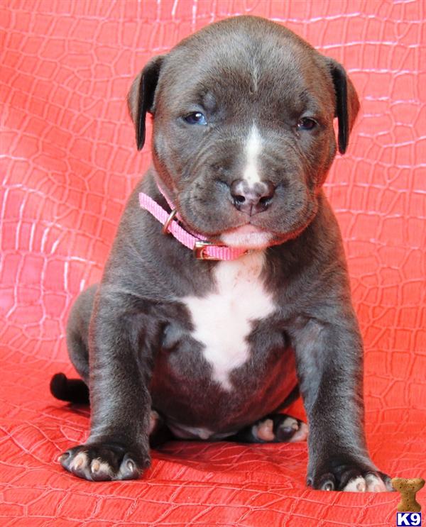 Puppies for Sale