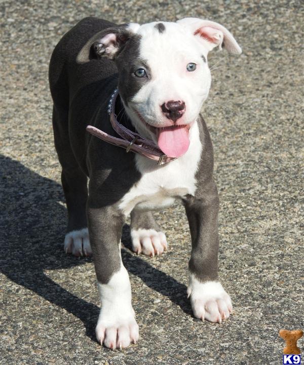 Puppies in NJ