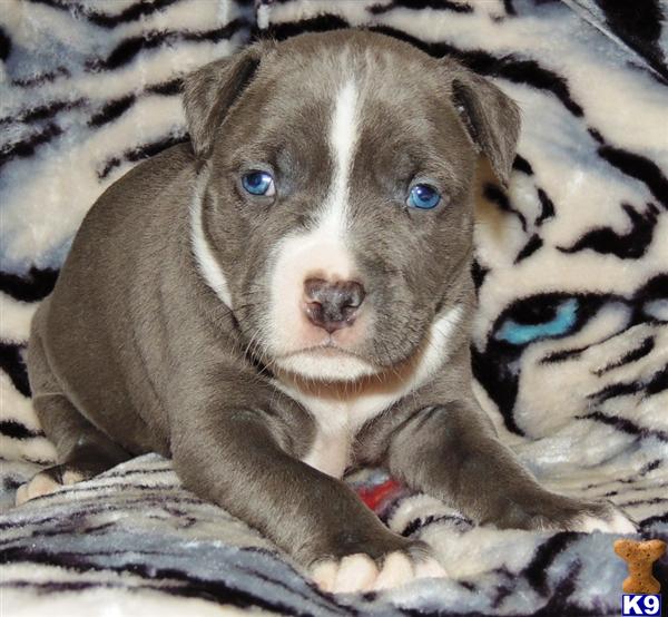 pitbull puppies for sale nj document moved pitbull puppies for sale nj document moved