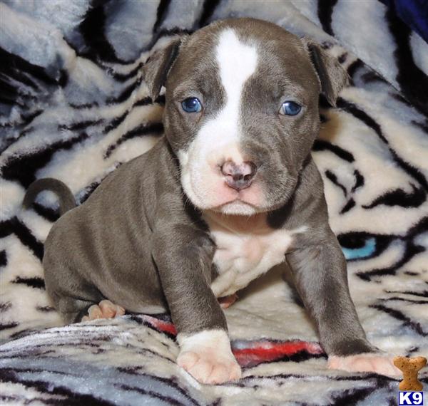 pitbull puppies nj document moved pitbull puppies nj document moved