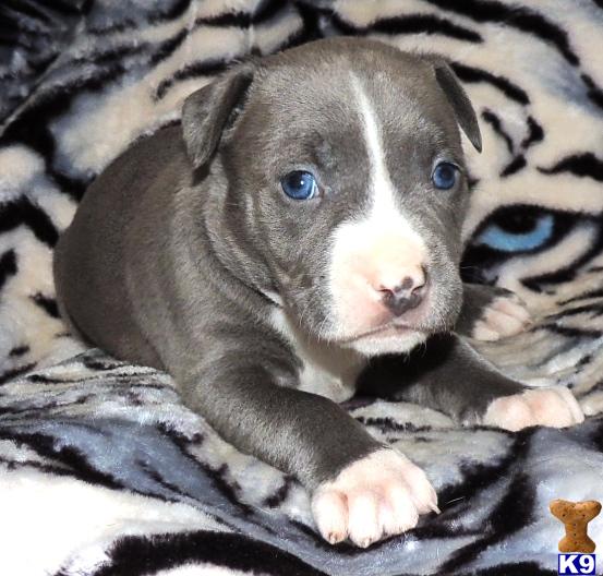 pitbull puppies craigslist blue nose pitbull puppies for sale in nj breeds picture pitbull puppies craigslist blue nose pitbull puppies for sale in nj breeds picture