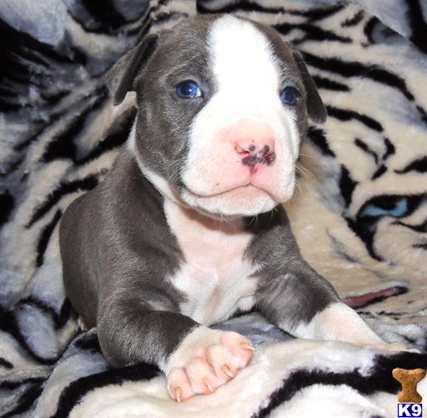 pitbull puppies nj document moved pitbull puppies nj document moved