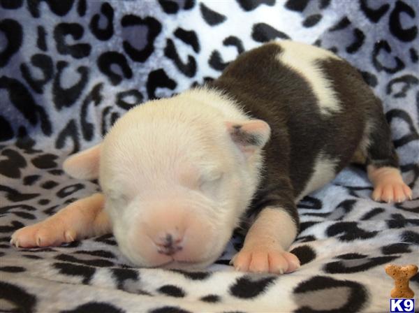 Pit Bull Puppy Pit Bull Puppy