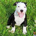 American Pit Bull