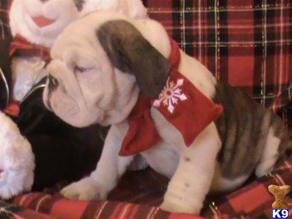 Puppies in TN
