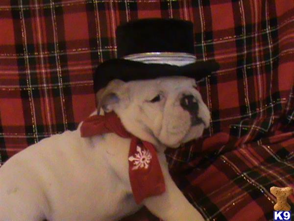 Puppies in TN