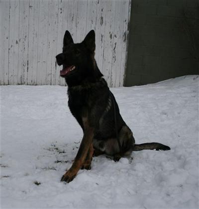 Dogs for Sale in OH