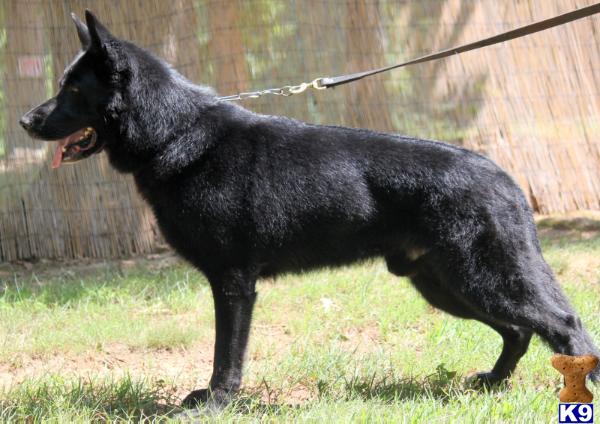 german shepherd puppies louisiana german shepherd puppies for sale in new zealand german shepherd breeds picture german shepherd puppies louisiana german shepherd puppies for sale in new zealand german shepherd breeds picture