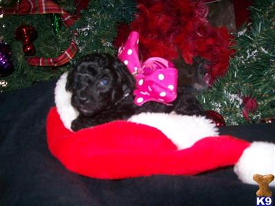Poodle Puppies in TX