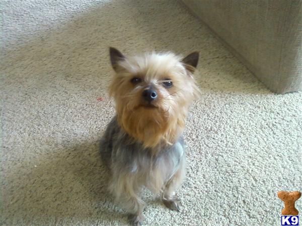 Stud Dogs - Yorkshire Terrier
