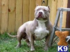 Stud Dogs in PA