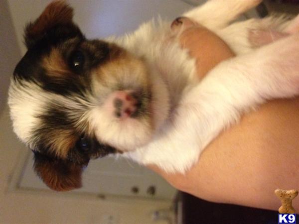 Puppies in MD