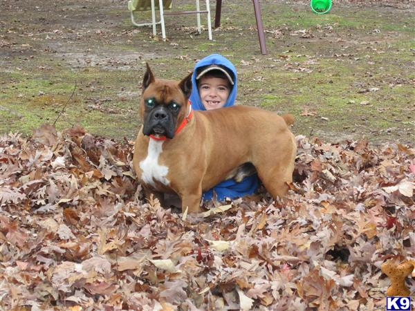 Stud Dogs - Boxer
