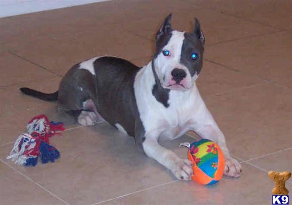 American Pit Bull Puppies for Sale