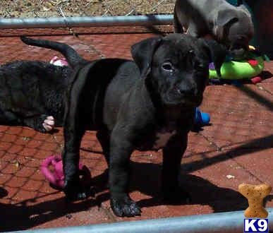 American Pit Bull Puppies for Sale
