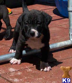 American Pit Bull Puppies for Sale
