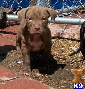 American Pit Bull Puppies for Sale