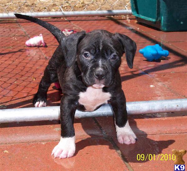 American Pit Bull Puppies for Sale