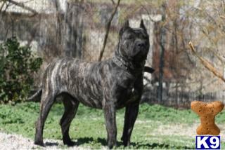 Stud Dogs in CA