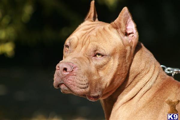 Dogs - American Pit Bull