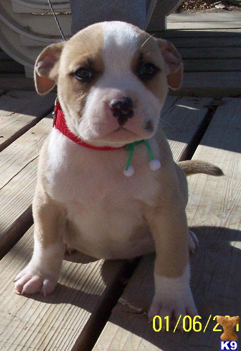 Puppies for Sale