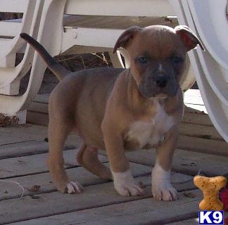 American Pit Bull Puppies