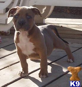 Puppies for Sale