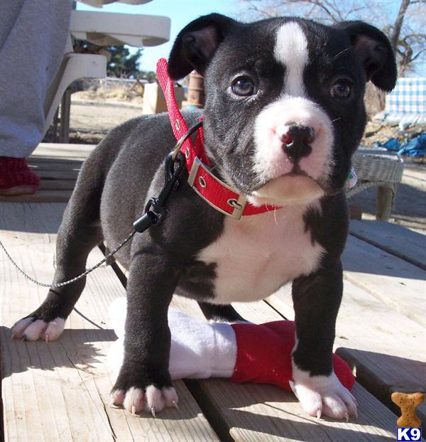 Puppies for Sale