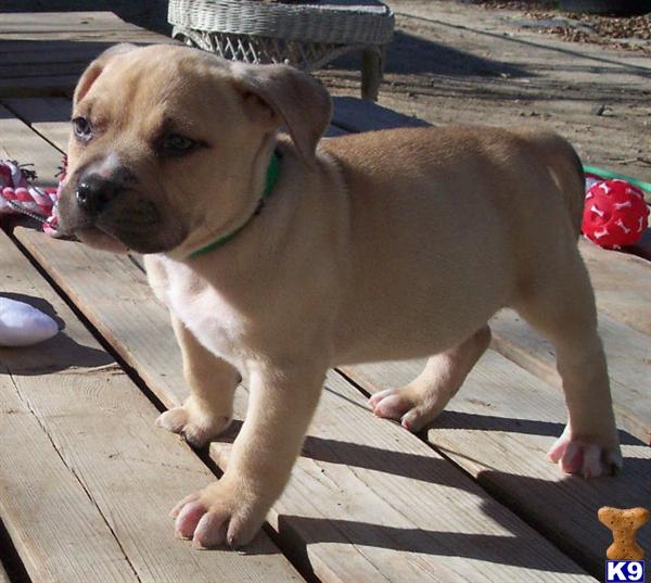 Puppies for Sale