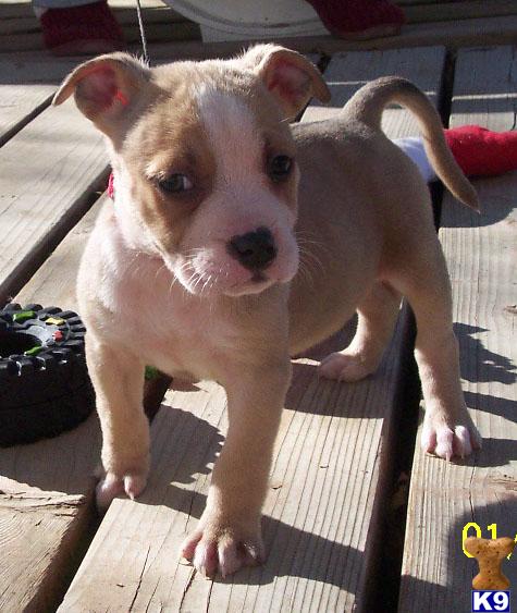 Puppies for Sale