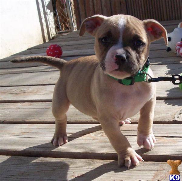 Puppies for Sale