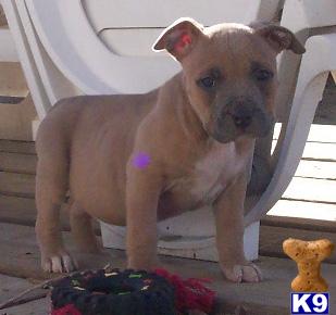 American Pit Bull Puppies