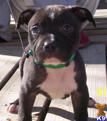 Puppies for Sale