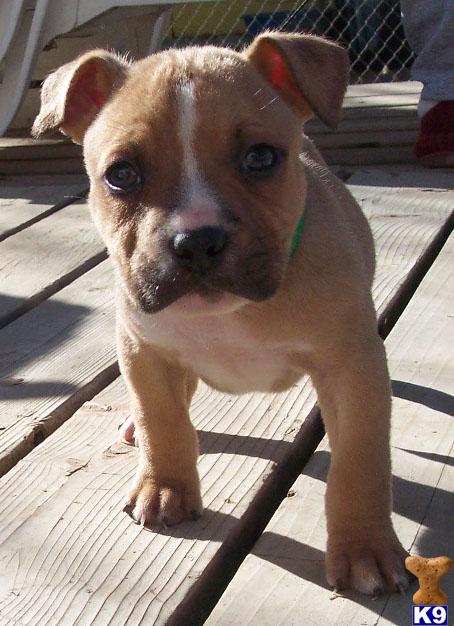 Puppies for Sale