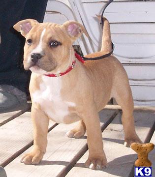 American Pit Bull Puppies