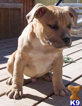 American Pit Bull Puppies