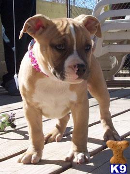 American Pit Bull Puppies