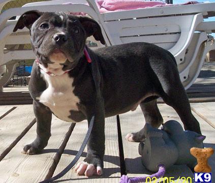 American Pit Bull Puppies