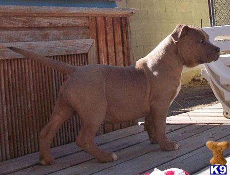 American Pit Bull Puppies