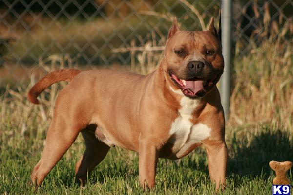 Stud Dogs in CA