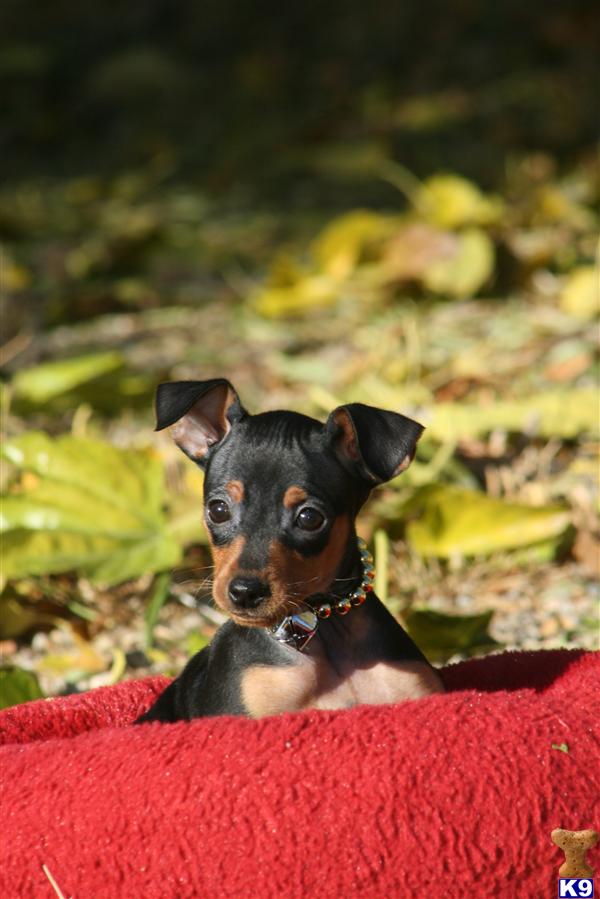 Small Dogs