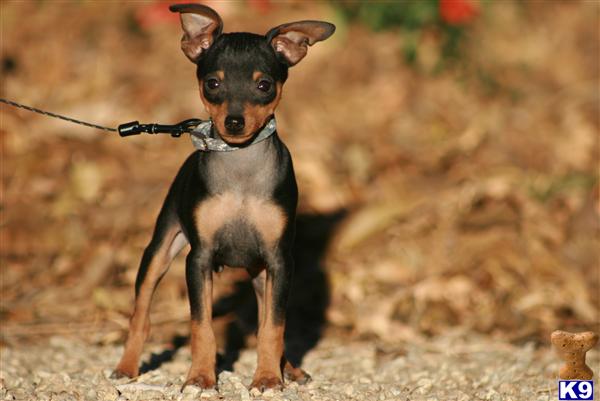Small Dogs