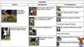 American Staffordshire Terrier