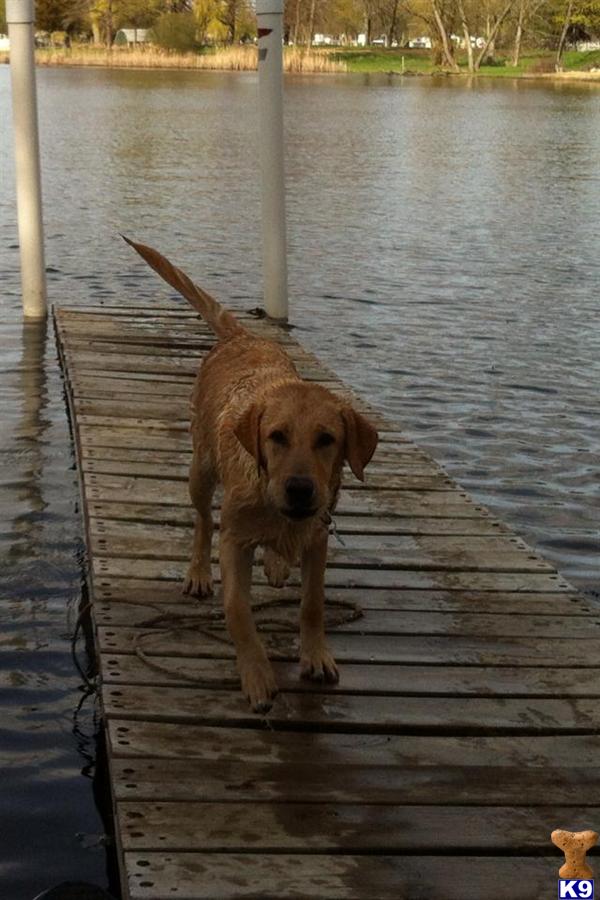 Stud Dogs in MI