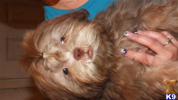 Puppies in Mesa