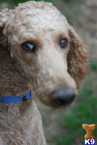 Stud Dogs - Poodle