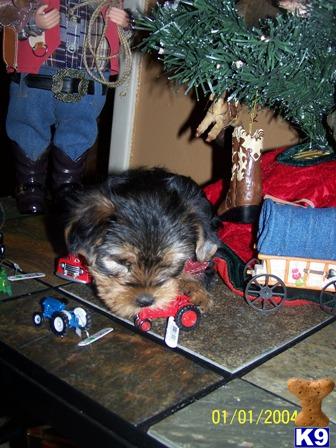 Yorkshire Terrier Puppies in TX