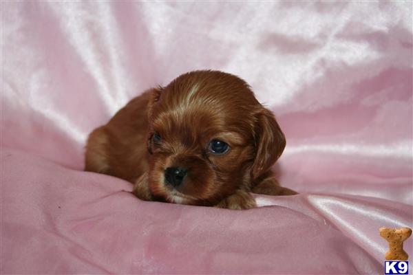 Cavalier King Charles Spaniel Puppies in TX