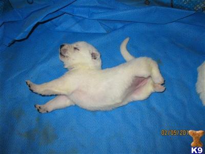 German Shepherd Puppies in TX